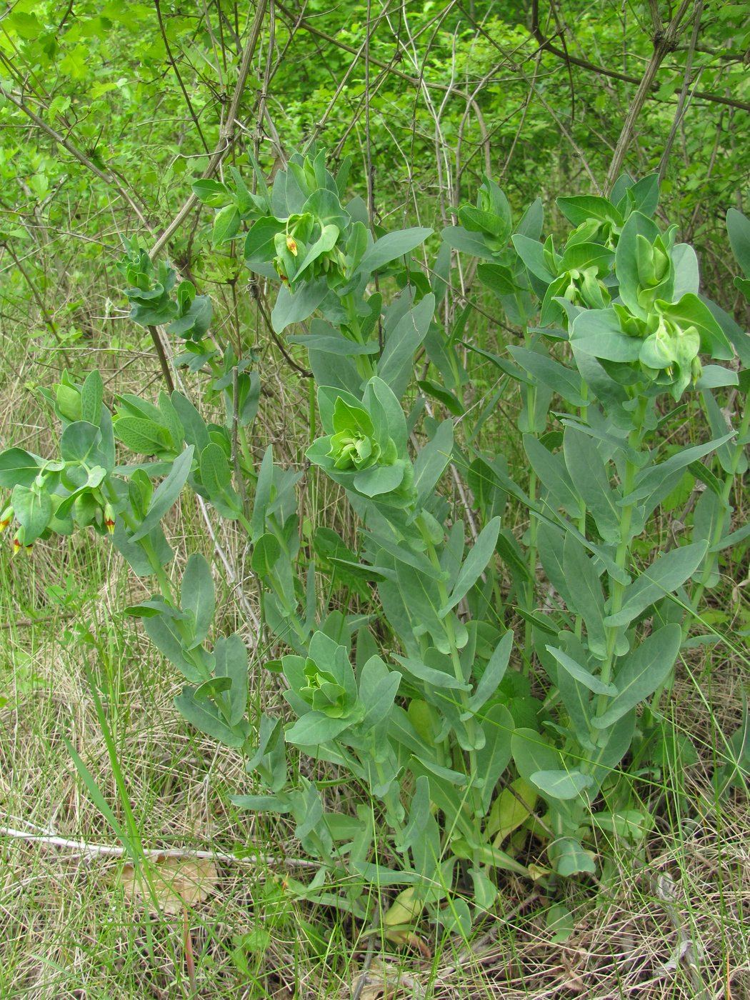 Image of Cerinthe minor specimen.