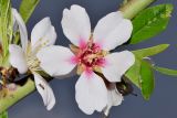 Amygdalus communis. Цветки с муравьями и листья с тлями. Узбекистан, г. Андижан, в культуре. 23.03.2021.