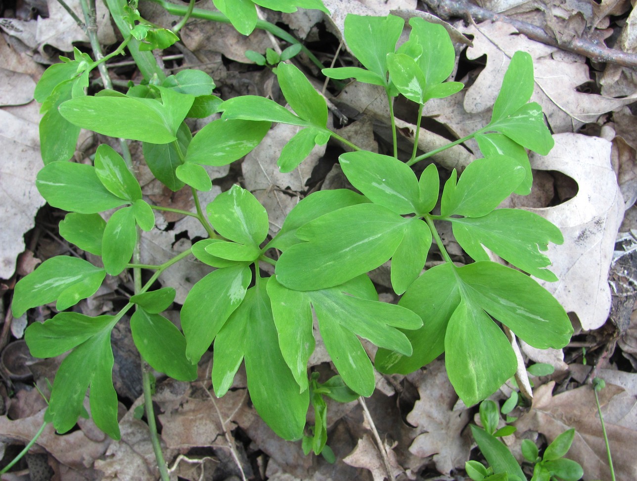 Изображение особи Corydalis marschalliana.