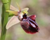 Ophrys mammosa