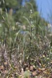 Helianthemum lasiocarpum