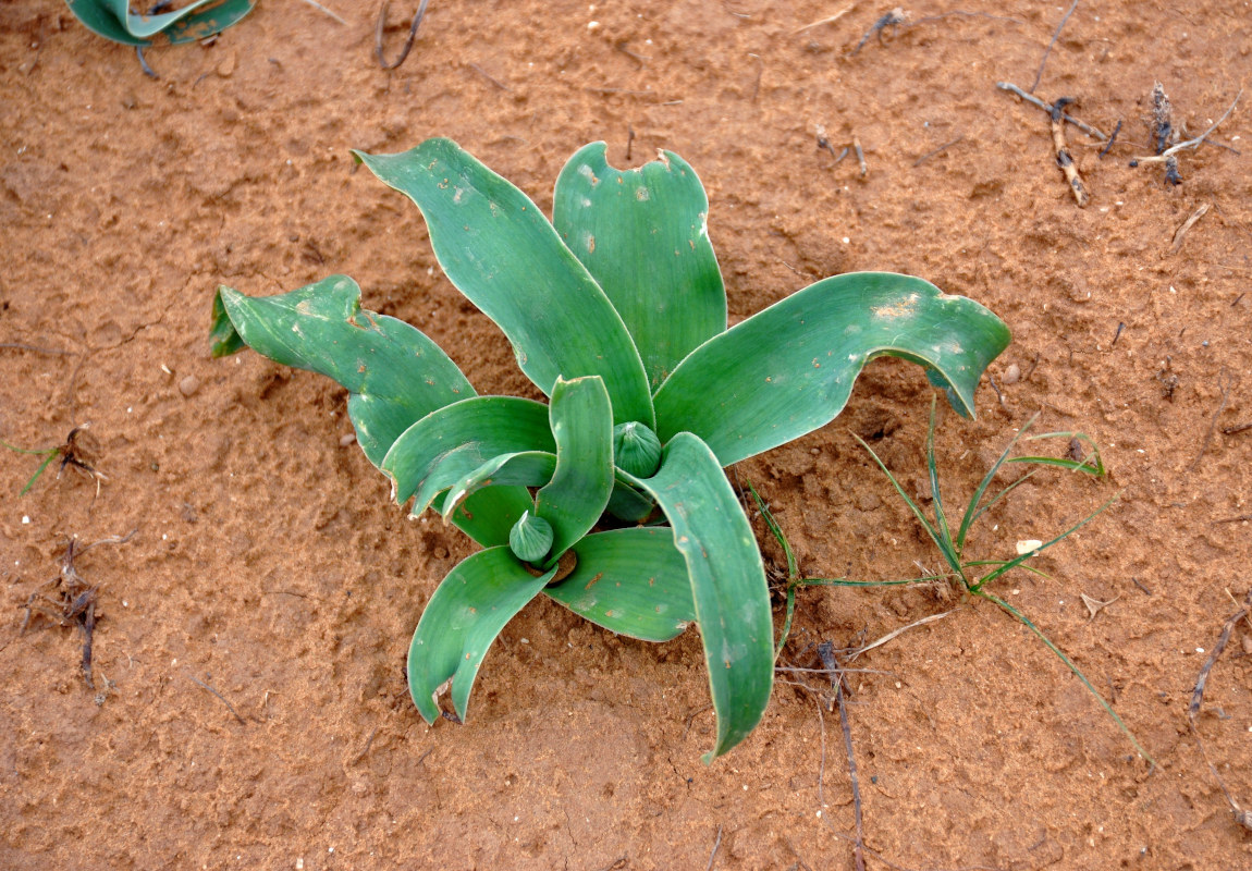 Image of Allium caspium specimen.