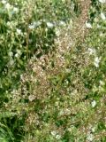 род Agrostis
