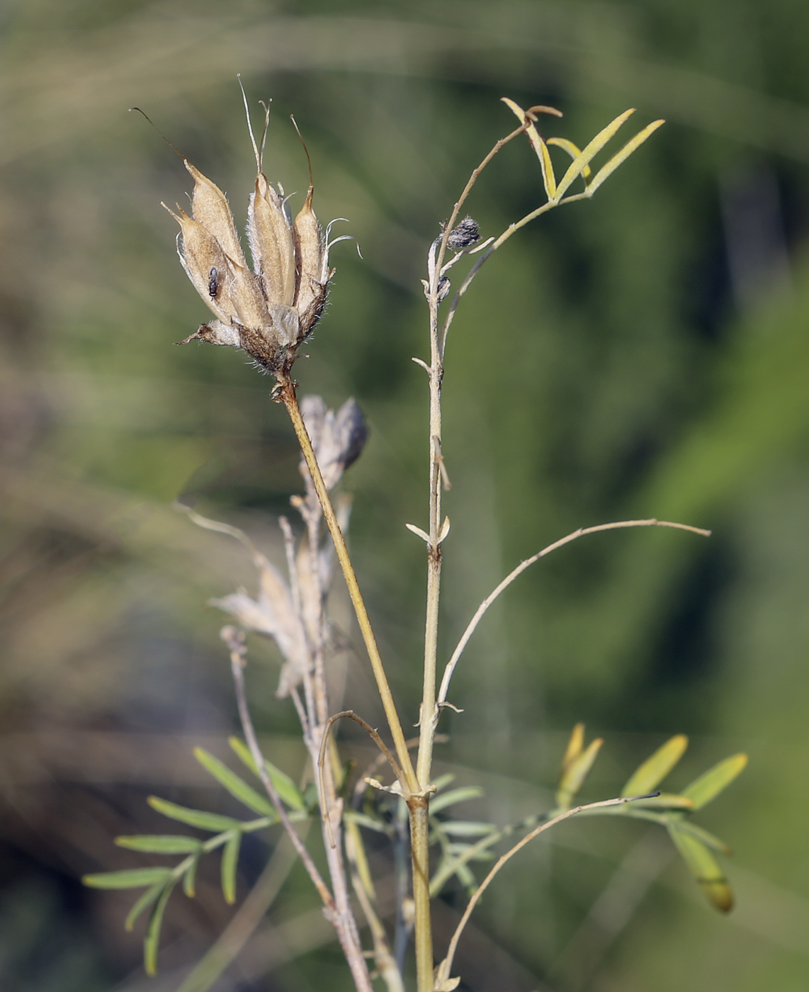 Изображение особи Astragalus cornutus.