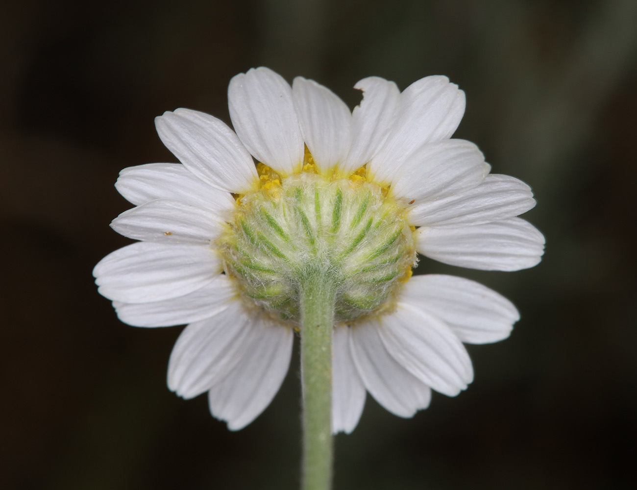 Image of Anthemis ruthenica specimen.