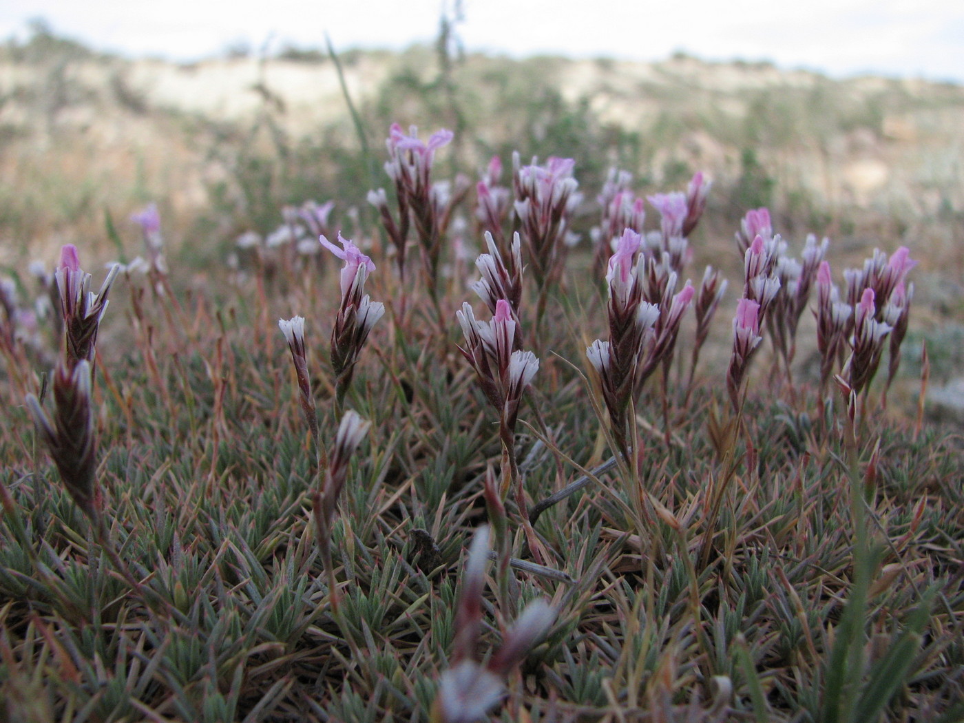 Image of Acantholimon schemachense specimen.