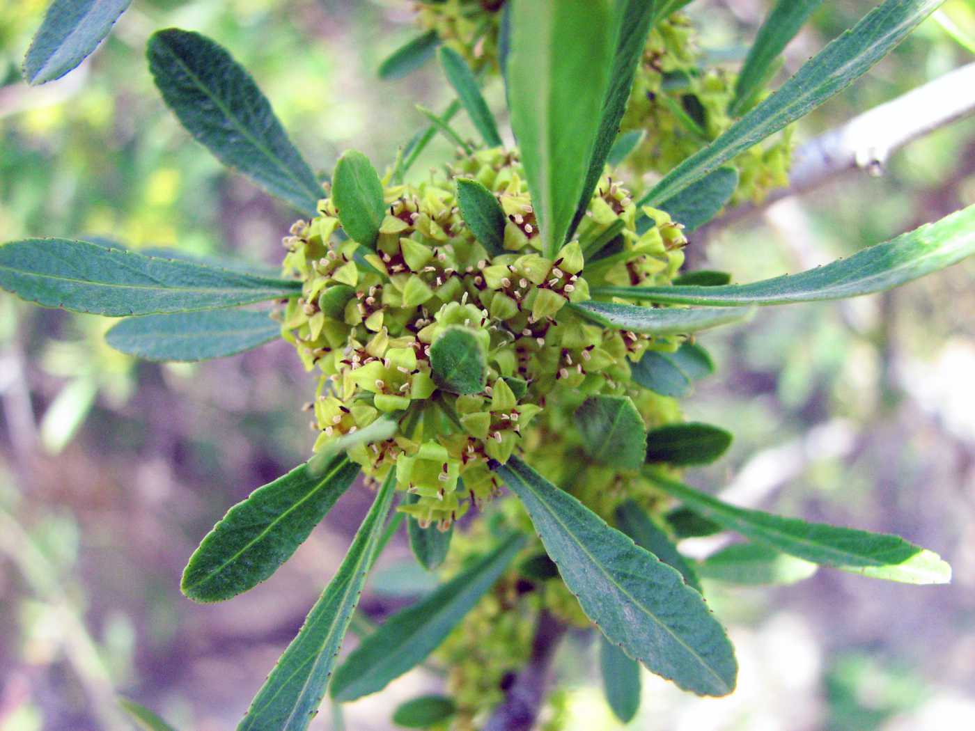 Image of Rhamnus erythroxyloides specimen.