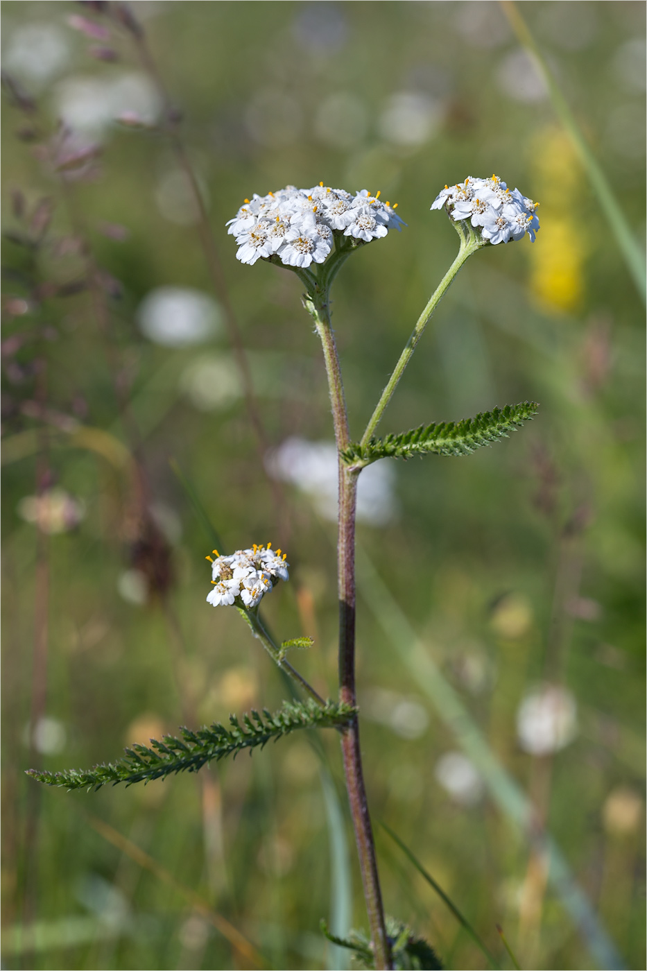 Изображение особи Achillea apiculata.