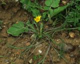 Tragopogon pusillus. Цветущее растение. Азербайджан, Гобустанский заповедник. 10.04.2010.