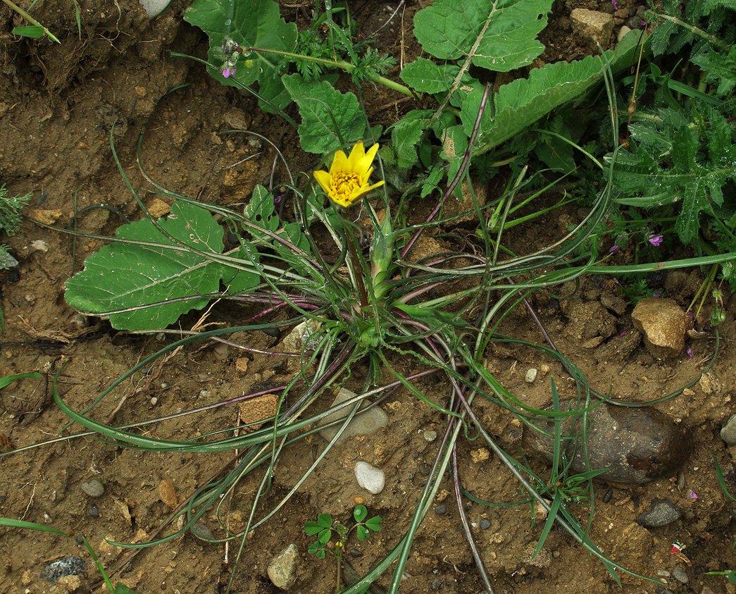 Изображение особи Tragopogon pusillus.