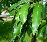 Quercus acutissima. Листья. Республика Абхазия, г. Сухум, в культуре. Июль 2021 г.