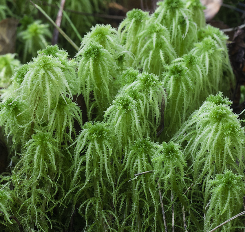 Image of Sphagnum squarrosum specimen.