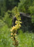 Pedicularis incarnata. Искривлённое соцветие. Республика Алтай, Усть-Коксинский р-н, окр. с. Мульта, перешеек между Нижним и Средним Мультинскими озёрами, поляна в сосновом лесу. 09.07.2021.