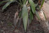 Cordyline petiolaris