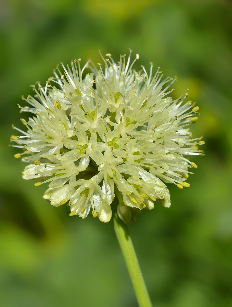 Изображение особи Allium victorialis.