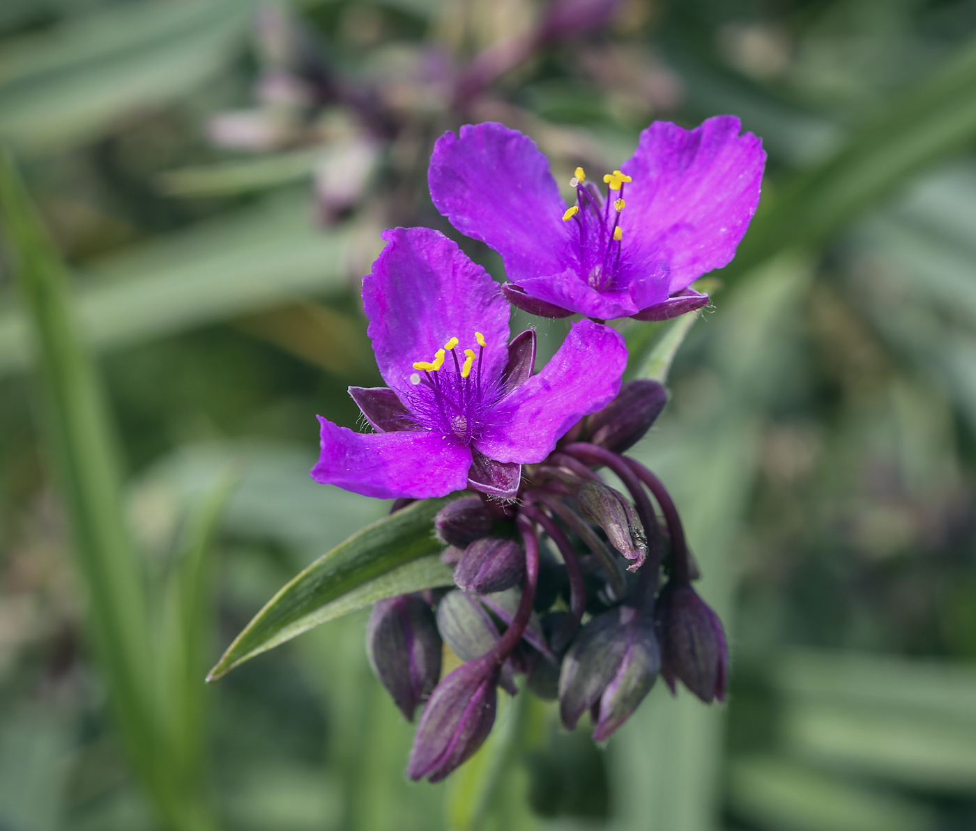 Изображение особи Tradescantia virginiana.