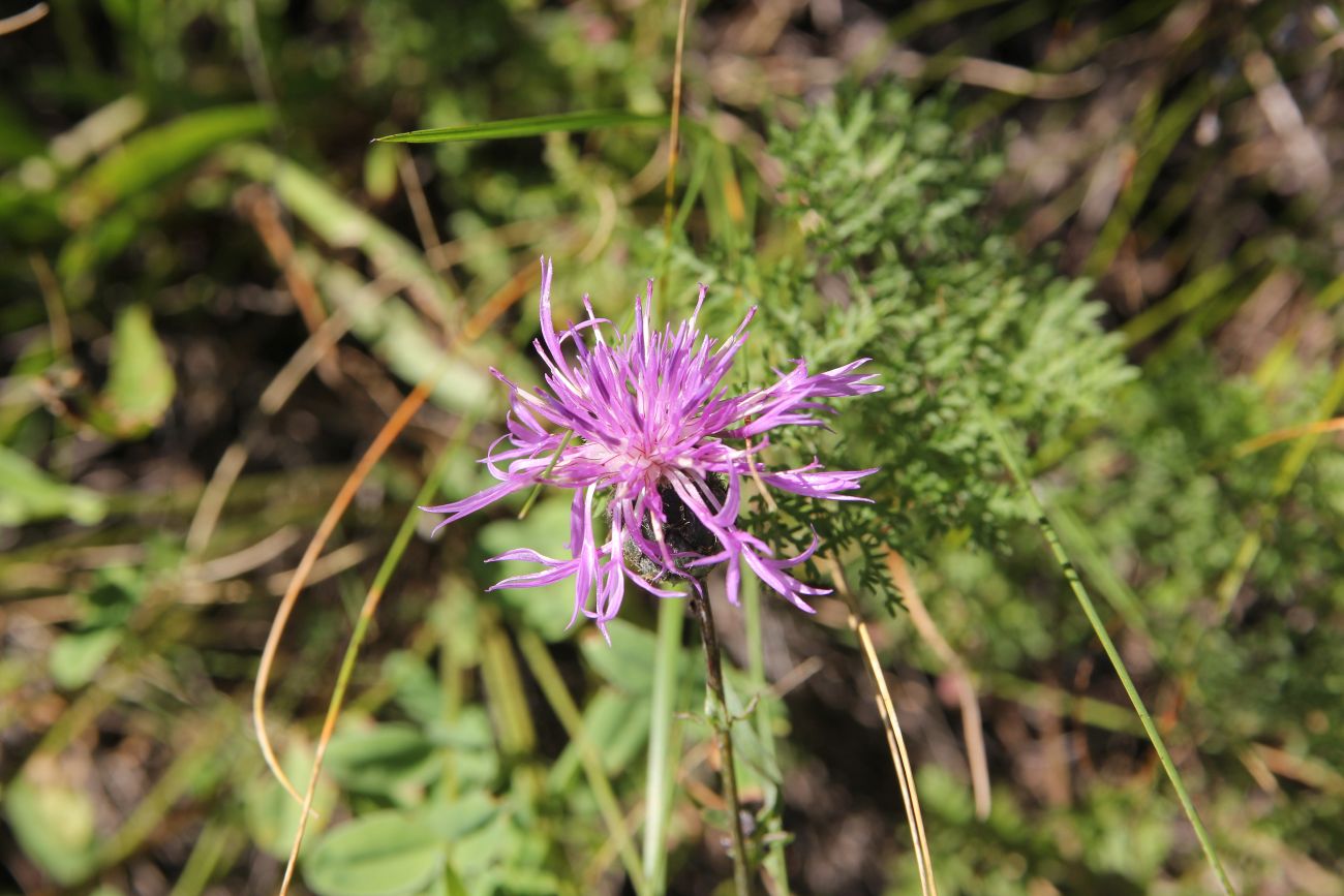 Изображение особи Centaurea scabiosa.