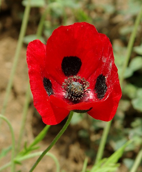 Изображение особи род Papaver.