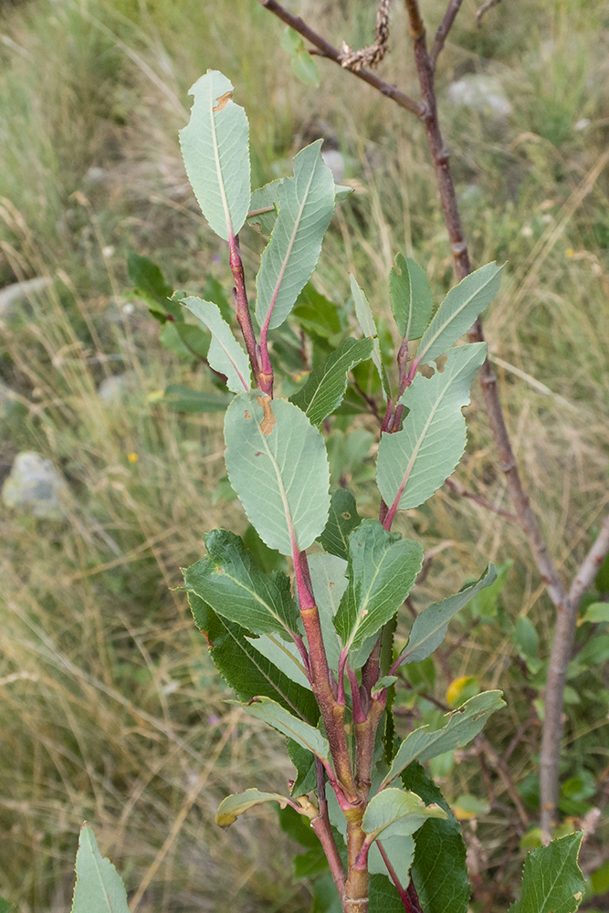 Изображение особи Salix caucasica.