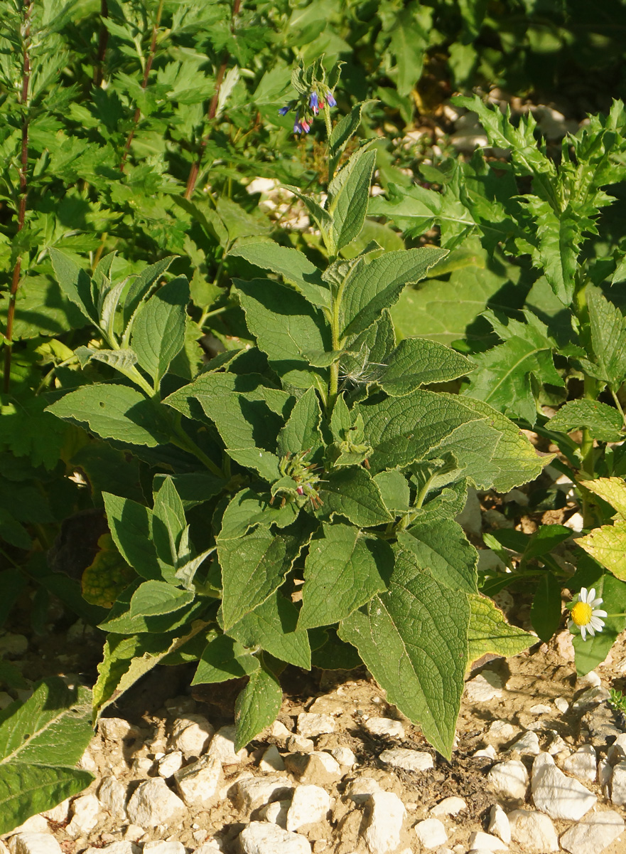 Image of Symphytum asperum specimen.