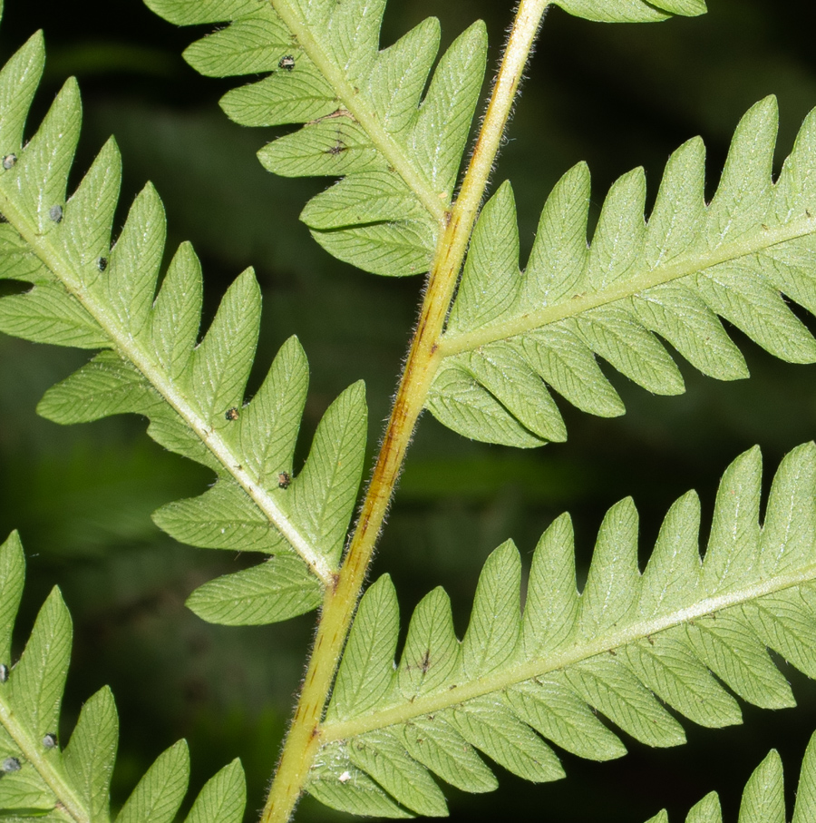 Image of Thelypteris kunthii specimen.