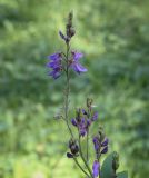 Desmodium canadense