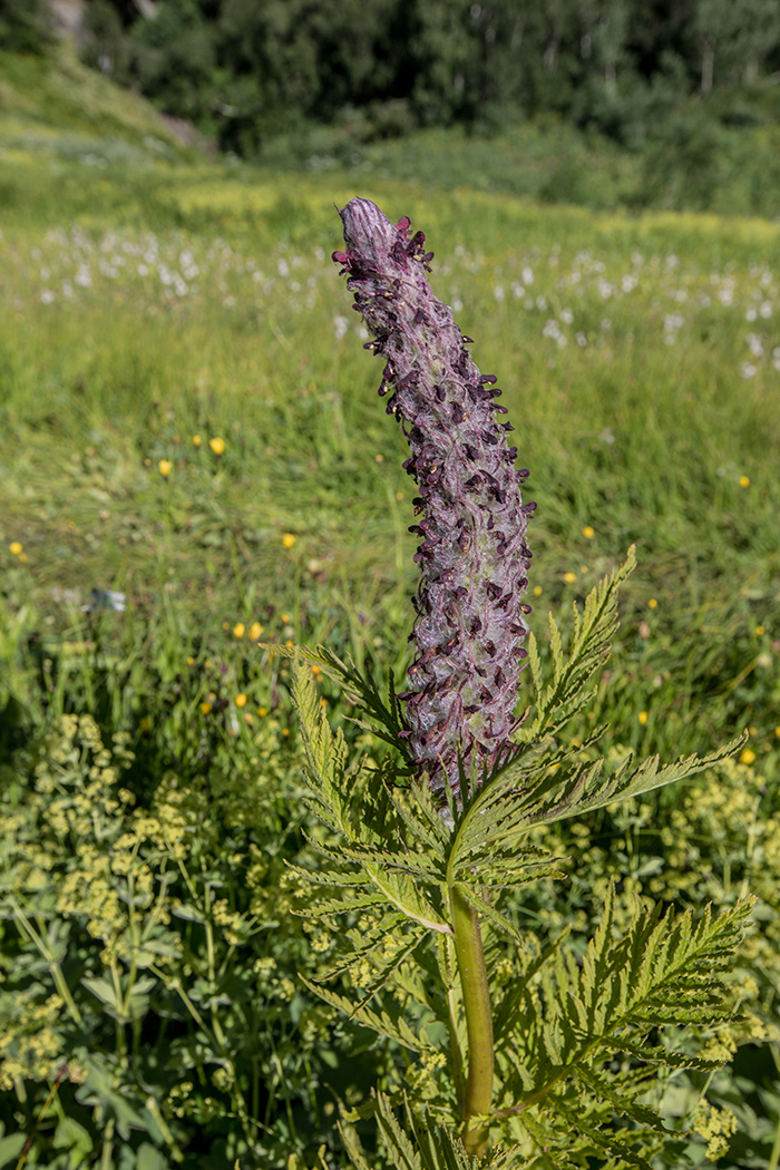 Image of Pedicularis atropurpurea specimen.