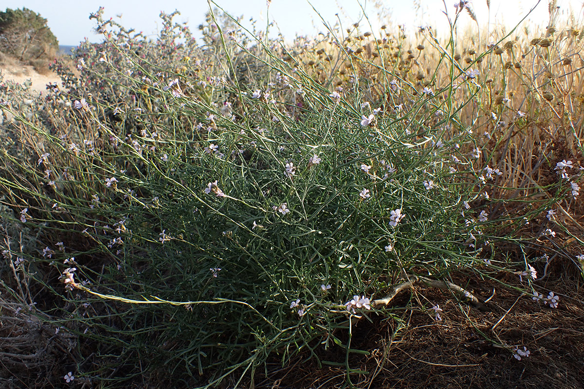 Изображение особи Erucaria hispanica.