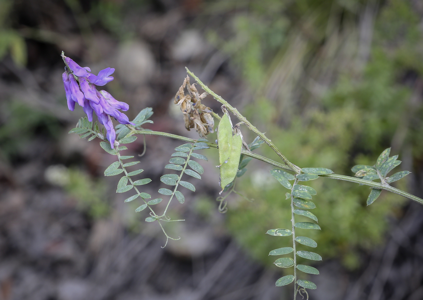 Изображение особи Vicia cracca.