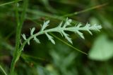Achillea apiculata. Стеблевой лист. Хибины, западный склон массива Кукисвумчорр, ручьевая долина в горнотундровом поясе. 11.08.2010.