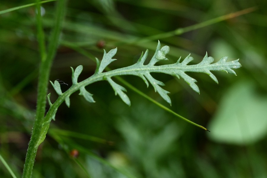 Image of Achillea apiculata specimen.