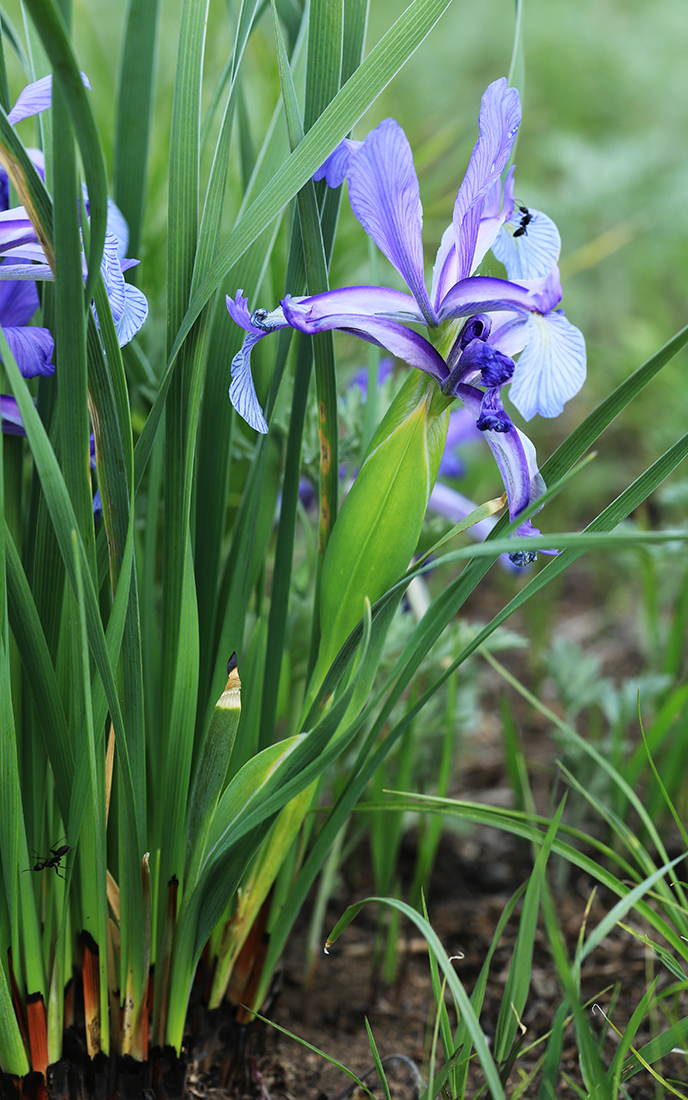 Изображение особи Iris ventricosa.