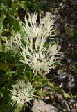 Centaurea cheiranthifolia