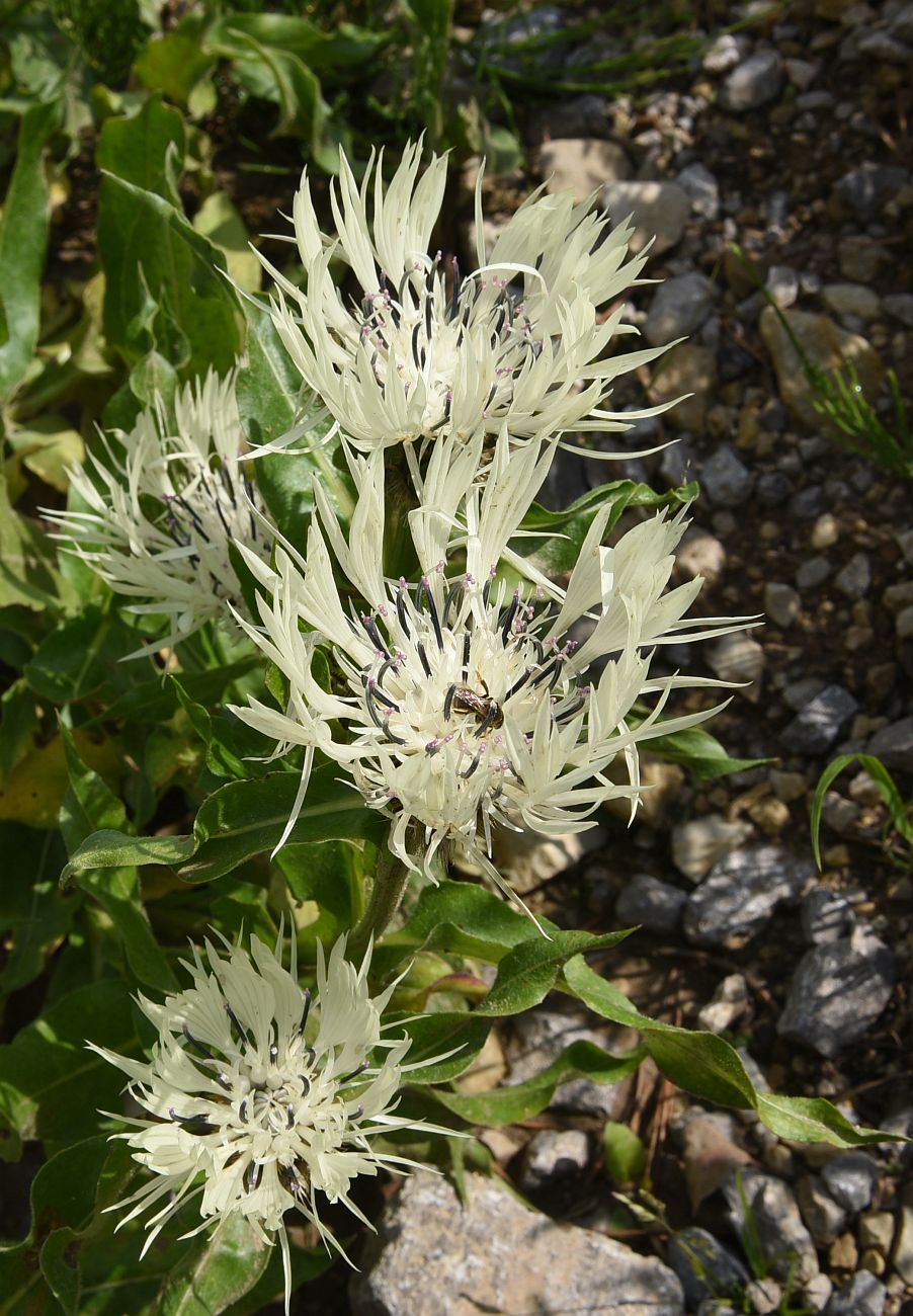 Image of Centaurea cheiranthifolia specimen.