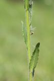 Arabis sagittata. Средняя часть цветущего и плодоносящего растения с бутонизирующими пазушными побегами и прицепившейся семянкой сложноцветного. Ленинградская обл., Гатчинский р-н, окр. пос. Пудость, старый травертиновый карьер с заброшенными земляными погребами, суходольный луг. 11.06.2022.