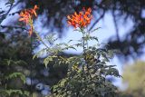 Tecomaria capensis. Ветви с цветами и листьями. Эфиопия, провинция Сидама, аураджа Борэна, национальный парк \"Nech Sar\". 01.01.2015.