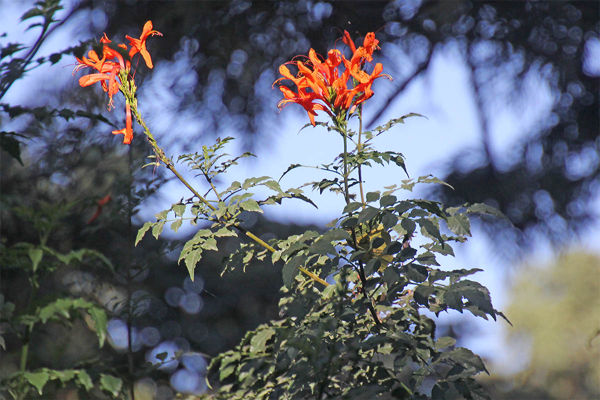 Изображение особи Tecomaria capensis.