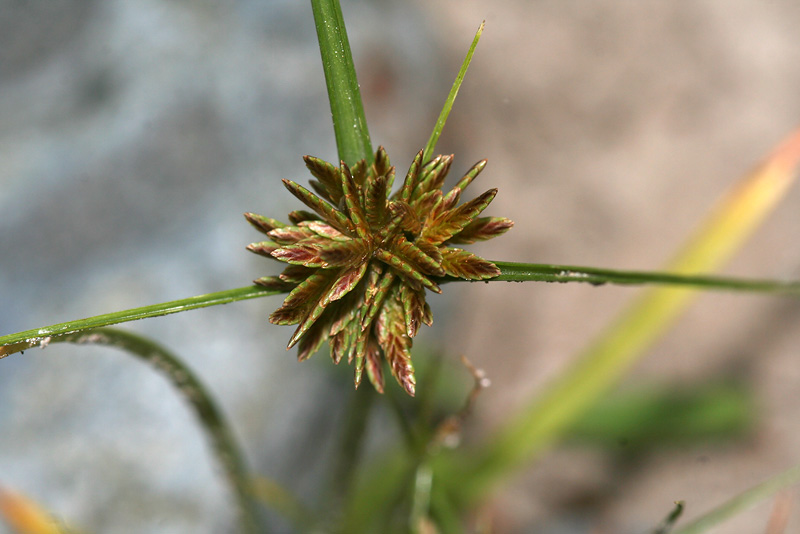 Изображение особи Cyperus glaber.