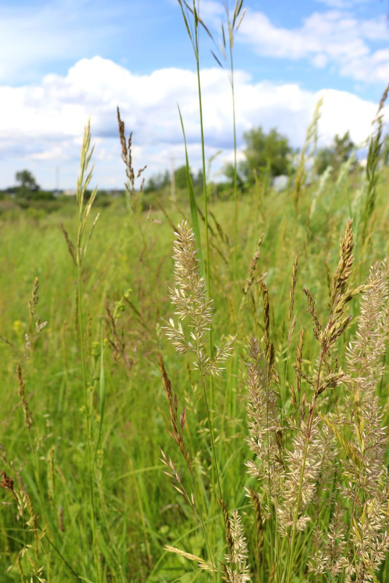 Image of Koeleria macrantha specimen.