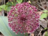 Allium karataviense ssp. henrikii