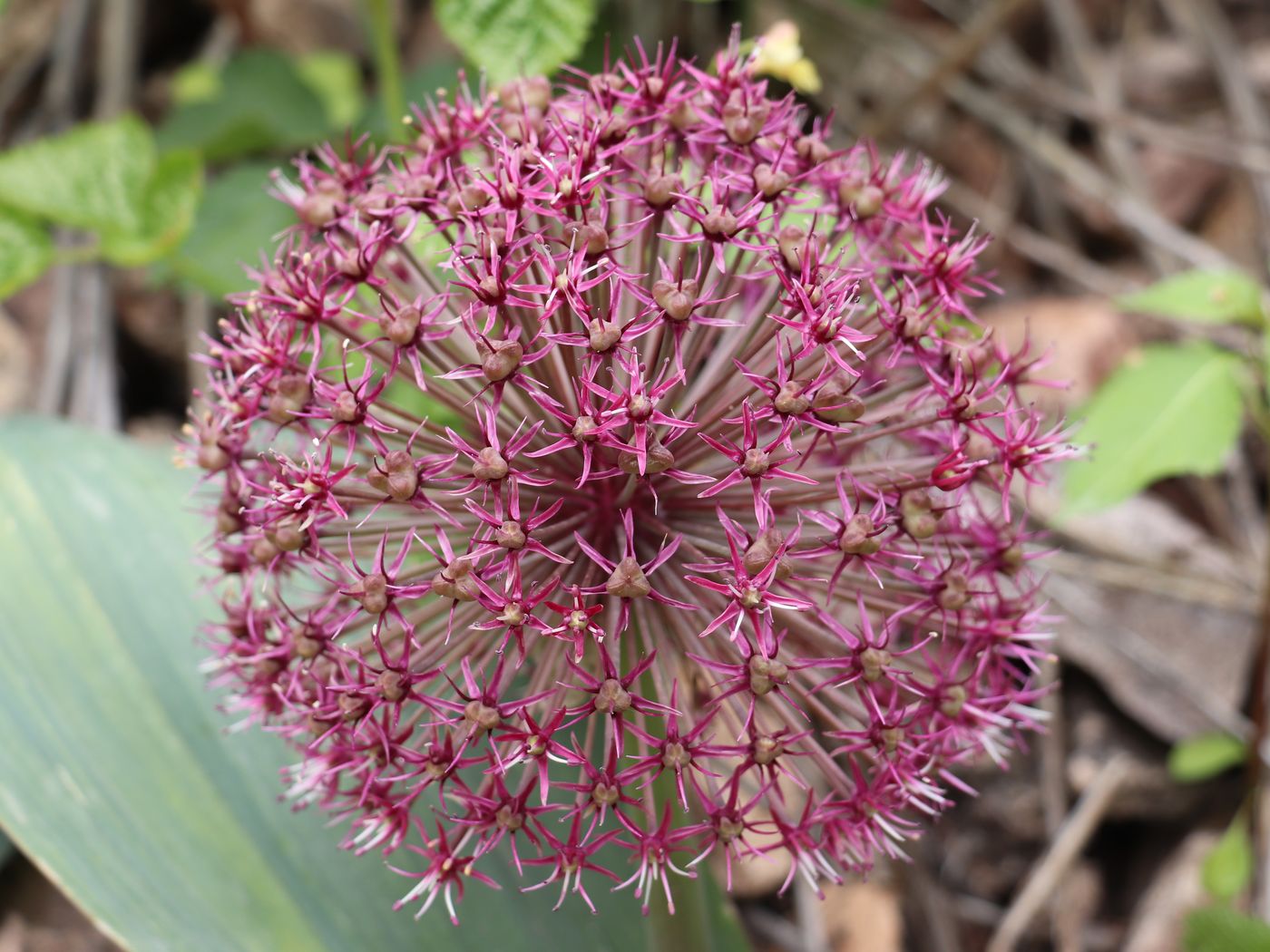 Изображение особи Allium karataviense ssp. henrikii.