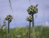 genus Pilosella