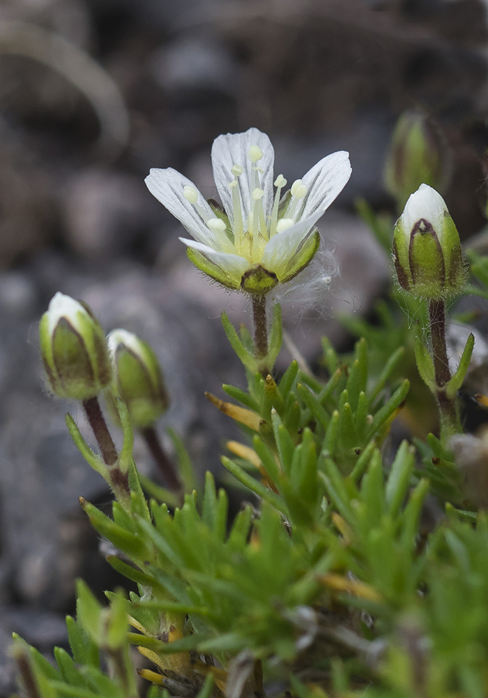 Image of Minuartia pseudoimbricata specimen.