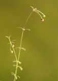 Galium trifidum