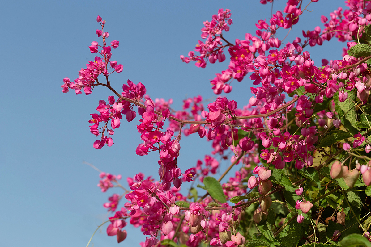 Изображение особи Antigonon leptopus.