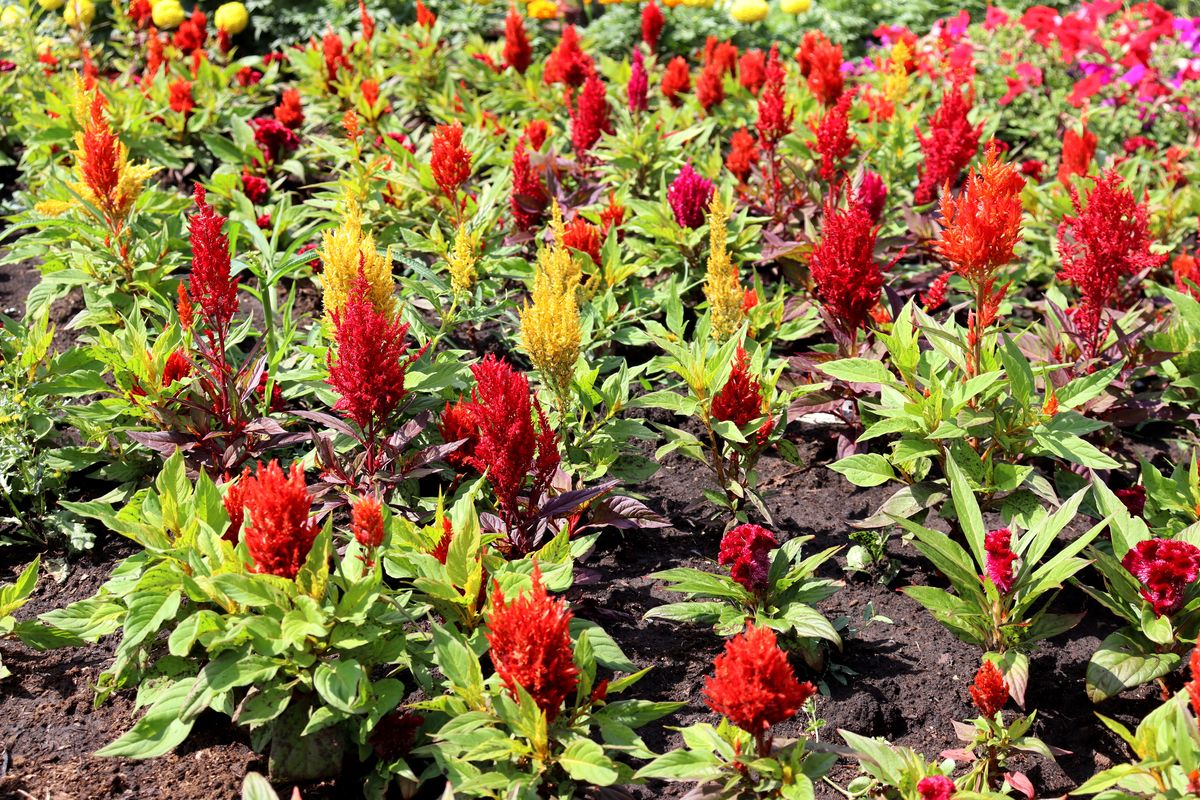 Image of Celosia argentea specimen.