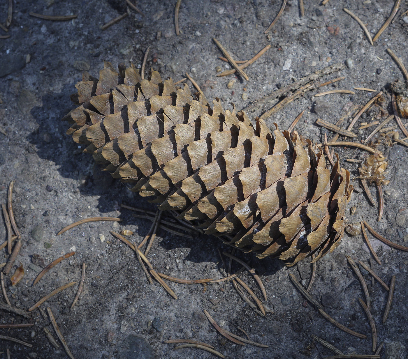 Image of Picea abies specimen.