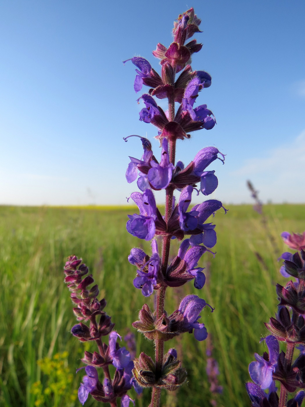 Image of Salvia tesquicola specimen.