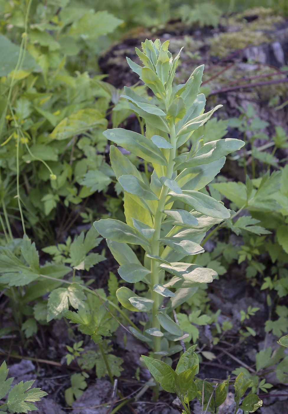 Изображение особи Hylotelephium triphyllum.