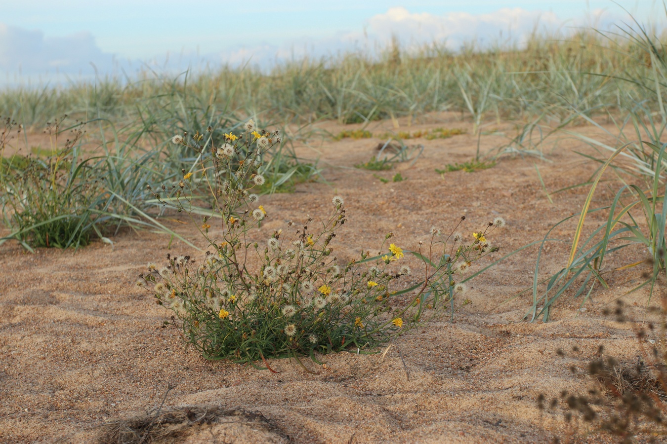 Изображение особи Hieracium umbellatum var. dunale.